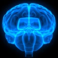 Brain a Part of Human Central Nervous System Anatomy 3d rendering Royalty Free Stock Photo