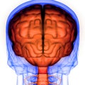 Brain a Part of Human Central Nervous System Anatomy 3d rendering Royalty Free Stock Photo