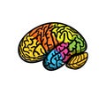 Brain parts with gyrus, colored atlas side view, cartoon vector illustration. Brain colored segments, logo concept Royalty Free Stock Photo