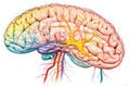 Brain plasticity Neural circuits neurotransmission Receptors dopamine, serotonin, acetylcholine, norepinephrine neural networks.