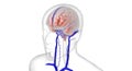 Anatomy of the Brain and vasculature
