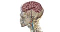 Cerebral circulation is the movement of blood through a network of cerebral arteries and veins supplying the brain