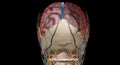 Cerebral circulation is the movement of blood through a network of cerebral arteries and veins supplying the brain