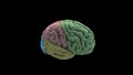 Brain Rotation Loop Background 3D Rendering Animation. Human Brain Lobe - Parts. Royalty Free Stock Photo