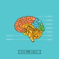 Brain section 1 Royalty Free Stock Photo