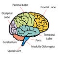 Brain sections Royalty Free Stock Photo
