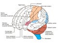 Brain sections diagram