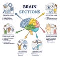 Brain sections and organ part functions in labeled anatomical outline diagram