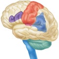 Brain - Side View Royalty Free Stock Photo