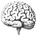 Brain sketch. Science woodcut antique human body head brains drawing, retro black ink medical engraving illustration
