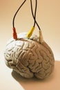 Brain Specimen with AV Cables Royalty Free Stock Photo