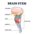 Brain stem parts anatomical model in educational labeled outline diagram
