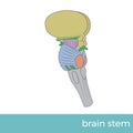 The brain stem side view