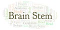 Brain Stem word cloud.