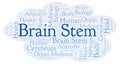 Brain Stem word cloud.