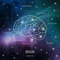 Brain structure. Cerebral cortex, frontal, parietal , occipital and temporal lobes, cerebellum and brain stem scientific medical