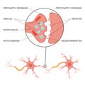 Brain Synapse Scheme Infographics