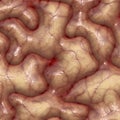 Brain texture