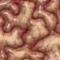 Brain texture Royalty Free Stock Photo