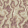 Brain texture, part of brain, section of connective tissue Royalty Free Stock Photo