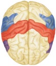 Brain - Top View