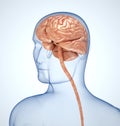 The brain in the transparent head Royalty Free Stock Photo