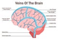 Brain veins. Circulatory system, the main veins and arteries of the head