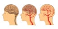 The brain , the vessels of the brain Royalty Free Stock Photo