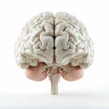 Brainpower representation 3D rendered human brain isolated on white