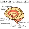 Brains limbic system