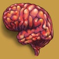 Brains - side view. Royalty Free Stock Photo