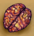 Brains - top view Royalty Free Stock Photo