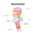 Brainstem vector