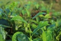 A brainy tea leaf in the middle of a bunch of fresh tea leaves in a tea garden