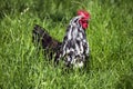 Brakel or Braekel Domestic Chicken, a Breed from Belgium, Cockerel Royalty Free Stock Photo