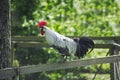 Brakel or Braekel Domestic Chicken, Cockerel, A Belgian Breed Royalty Free Stock Photo