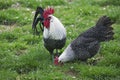 Brakel or Braekel Domestic Chicken, Cockerel with Hen, A Belgian Breed Royalty Free Stock Photo