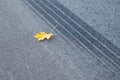 Braking car trace with yellow maple leaf on the road Royalty Free Stock Photo