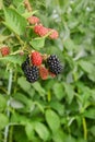 Bramble berry bush with black ripe berries closeup. The concept