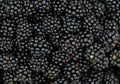 Bramble Blackberry background - Macro Royalty Free Stock Photo