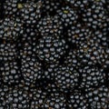 Bramble Blackberry background - Macro Royalty Free Stock Photo