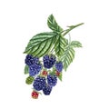 Bramble branch. Ripe and unripe Blackberry with leaves. Forest and garden berries. Red, green and navy Dewberry Royalty Free Stock Photo