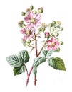 Bramble Flower Or The Common Blackberry, Rubus Fruticosus Plant. Healthy Organic Fruit Plant. Antique Hand Drawn Field Flowers Ill