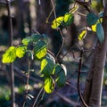 Bramble leaves in winter backlit by sunlight with bokeh Royalty Free Stock Photo
