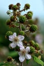 Bramble (Rubus fruticosus)