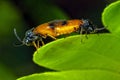 Bramble Sawflies mating - Arge cyanocrocea Royalty Free Stock Photo