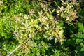 Bramble treated with glyphosate