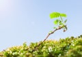 Bramble twig at sunny day Royalty Free Stock Photo