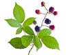 Brambleberry foliage