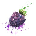 Brambles with leaves splashes with watercolors on a white background. Healthy drink. Bright juicy color. Sweet berry